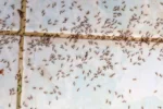 red ants in the house