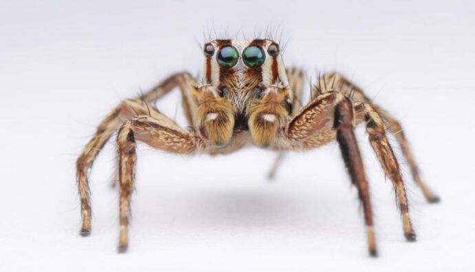 spiritual meaning of seeing spiders