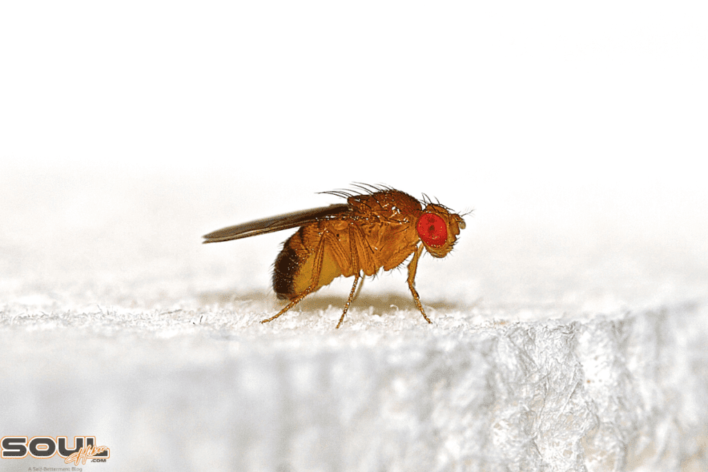 what do gnats mean spiritually
