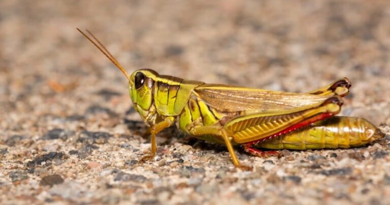 Grasshopper Spiritual Meaning Soul Hiker discovery-within-on-tumblr