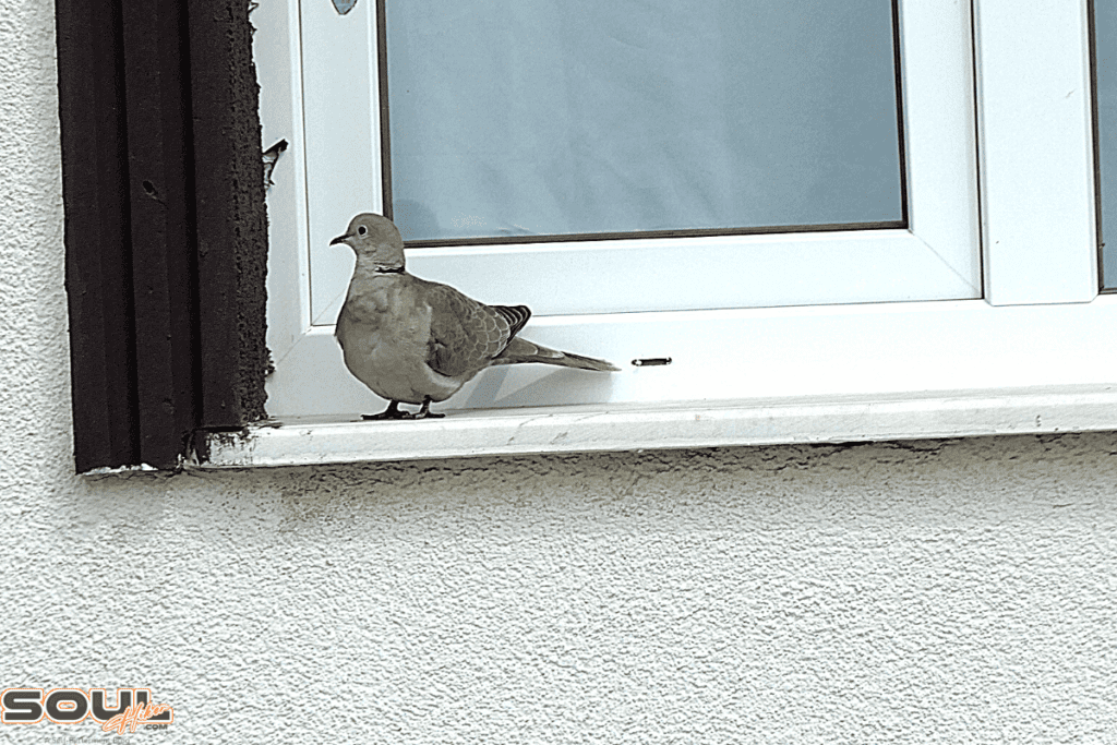 bird pecking at window