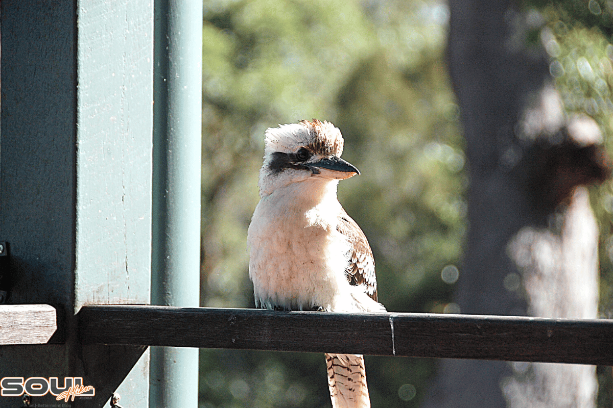 Bird Pecking at Window Spiritual Meaning Soul Hiker