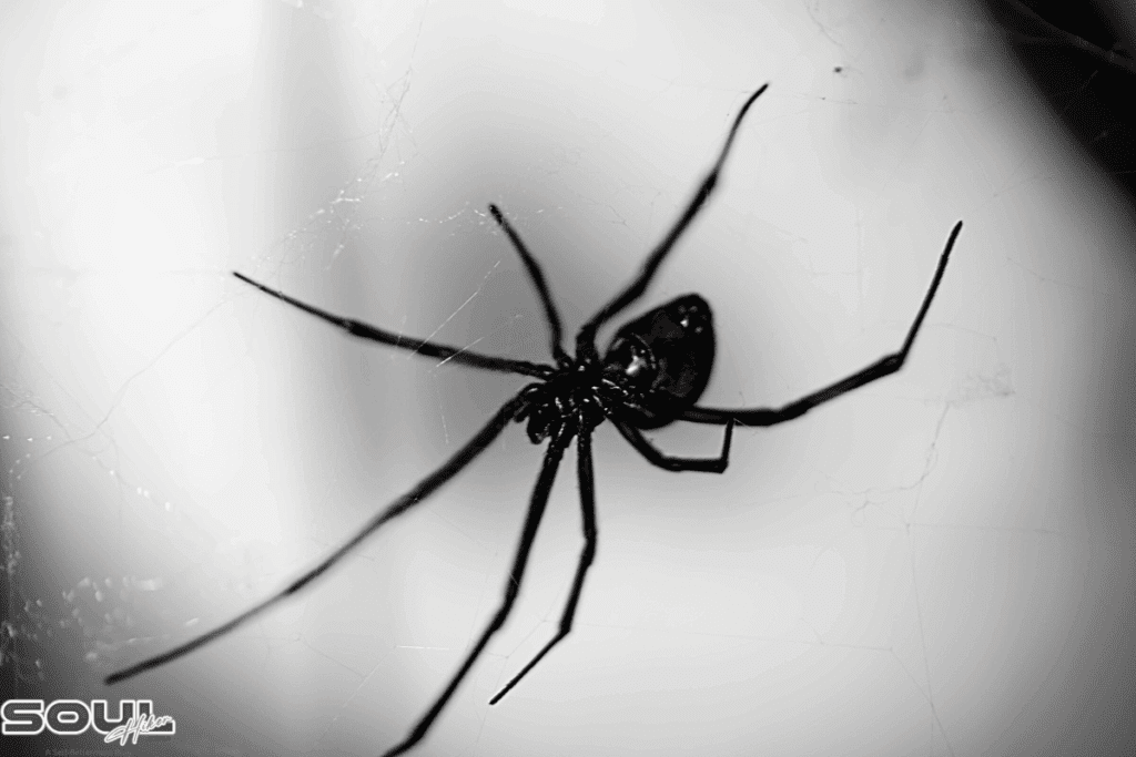 black widow spider symbol