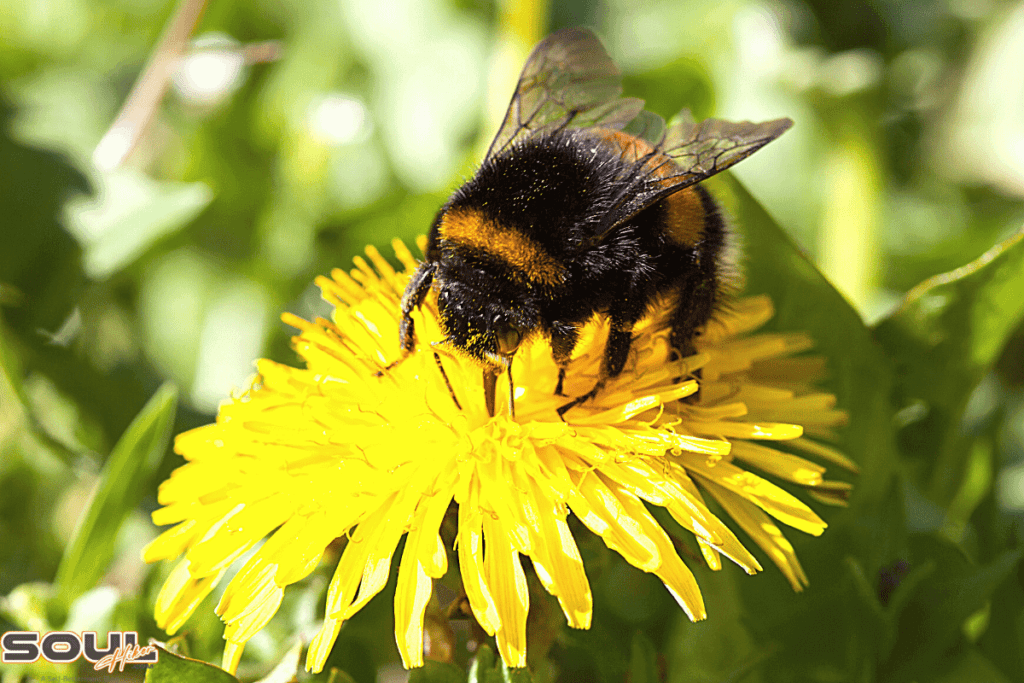 bumblebee symbolism