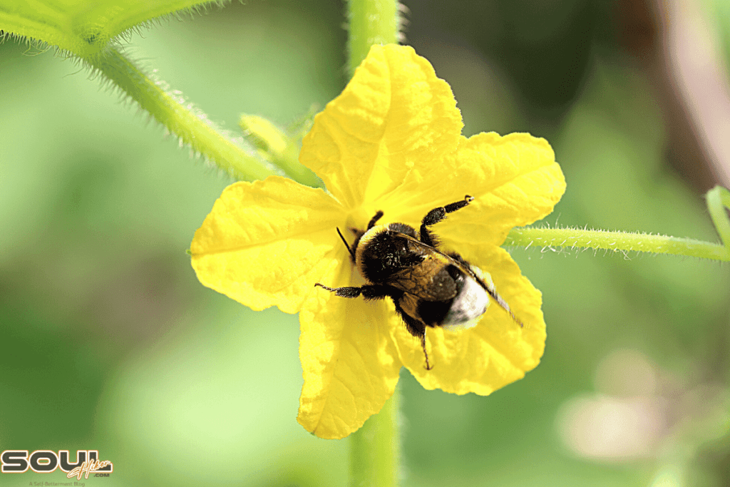 bumblebee meaning spiritual