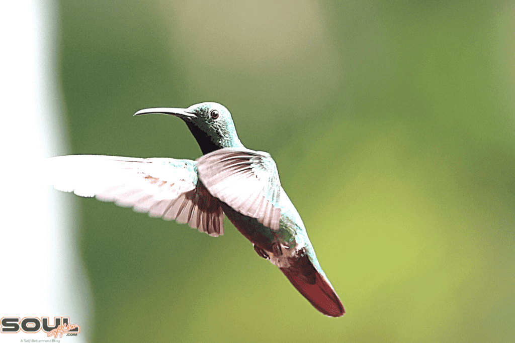 hummingbird symbolism