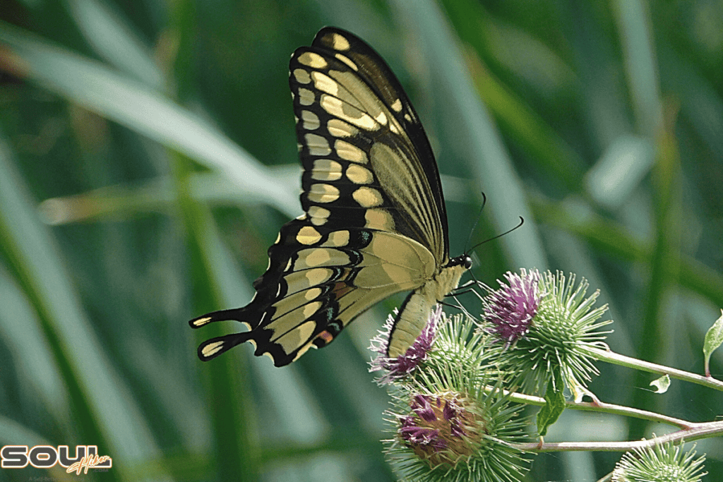 yellow and black butterfly symbolism