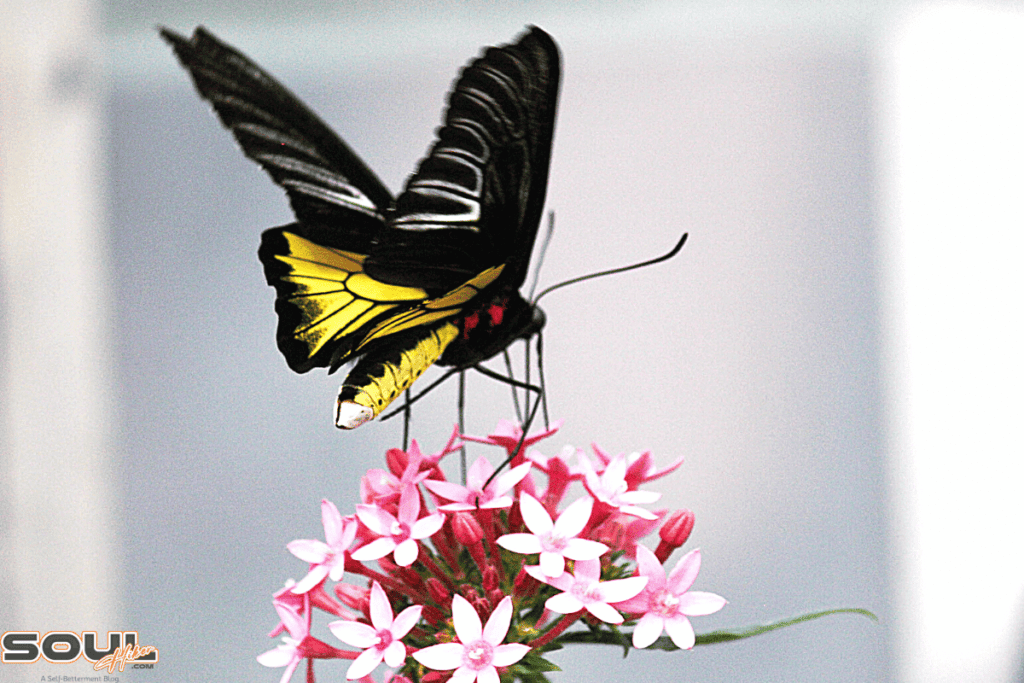 black and yellow butterfly meaning